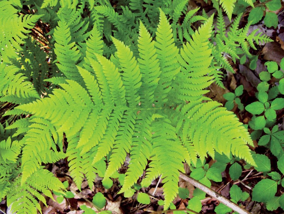 Щитовник родственный dryopteris affinis