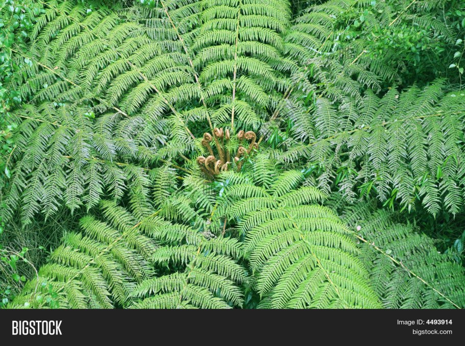 Папоротник Анаклия (орляк)