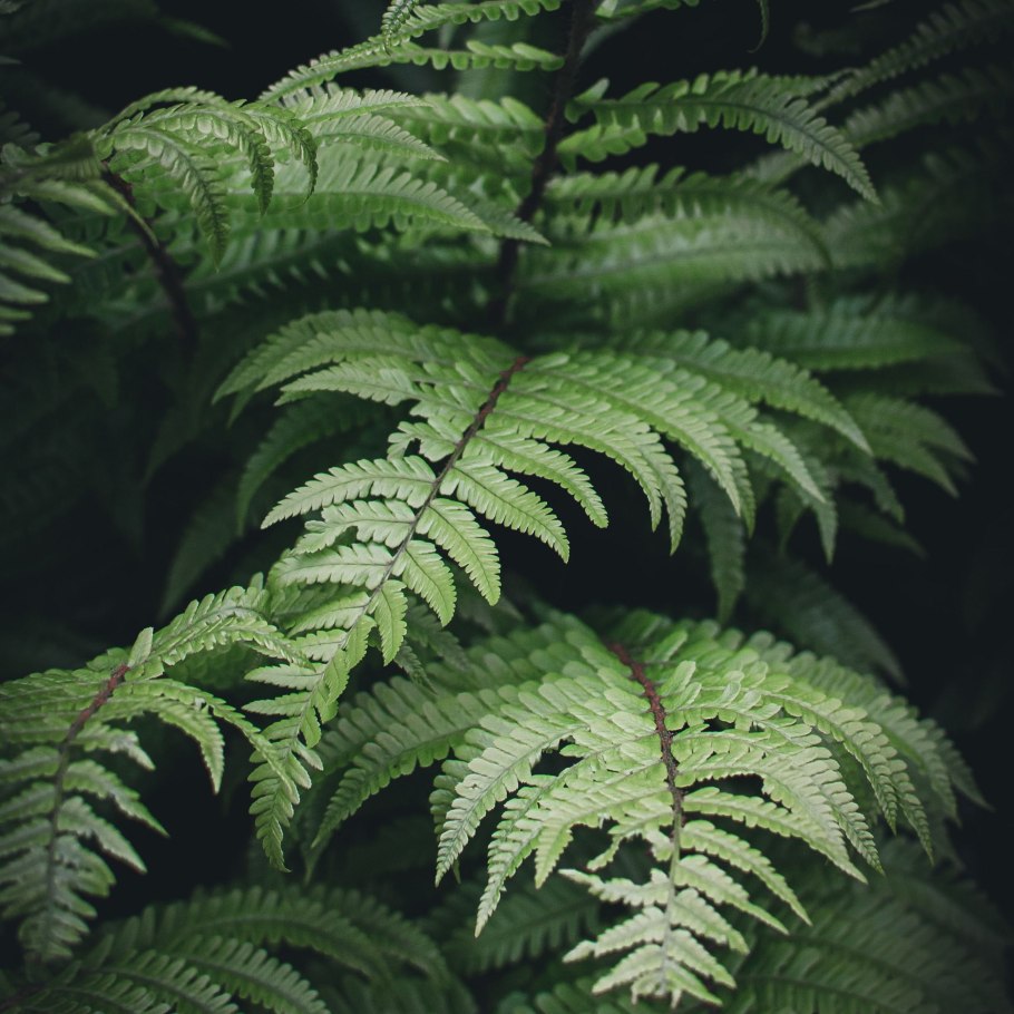 Обои папоротник