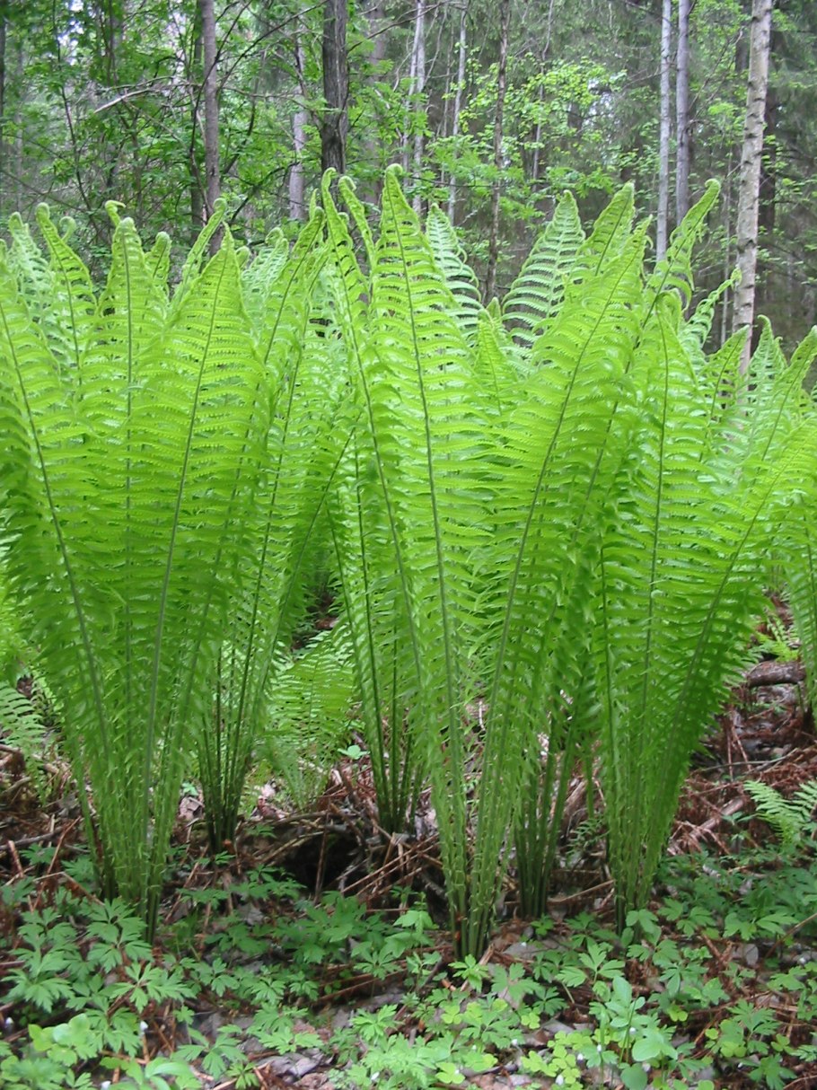 Норфолкский папоротник