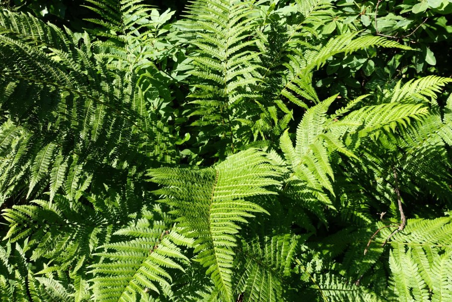 Папоротник Геншин