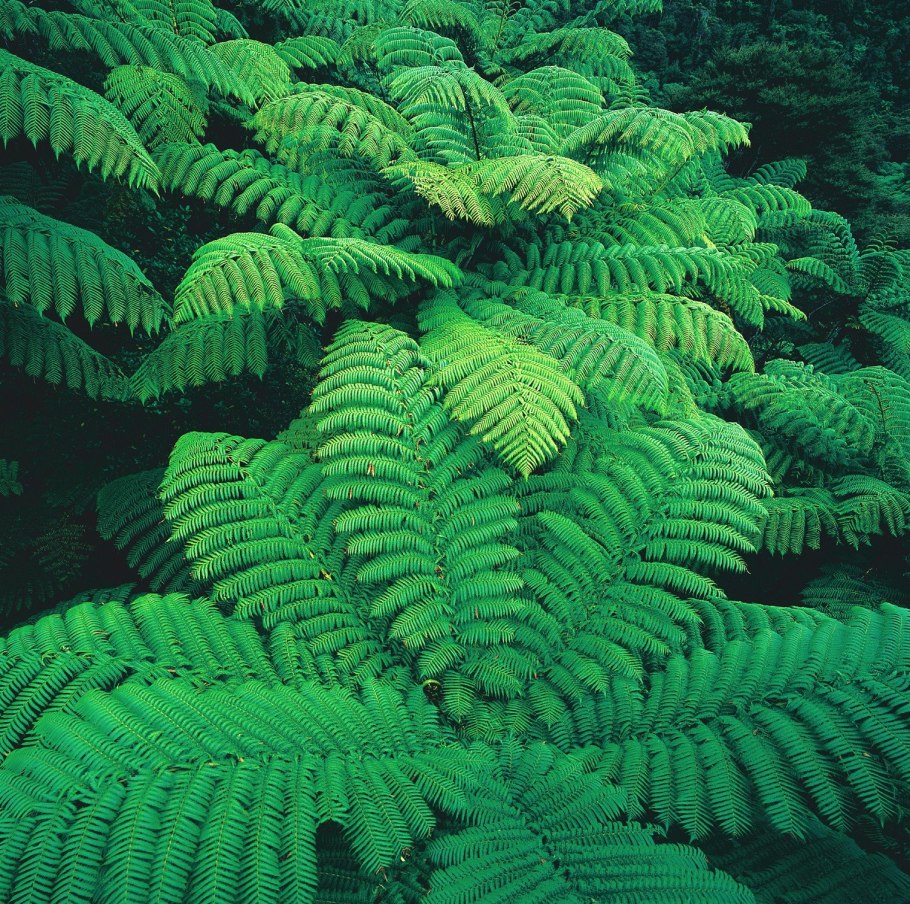 Папоротник Лесной(орляк)