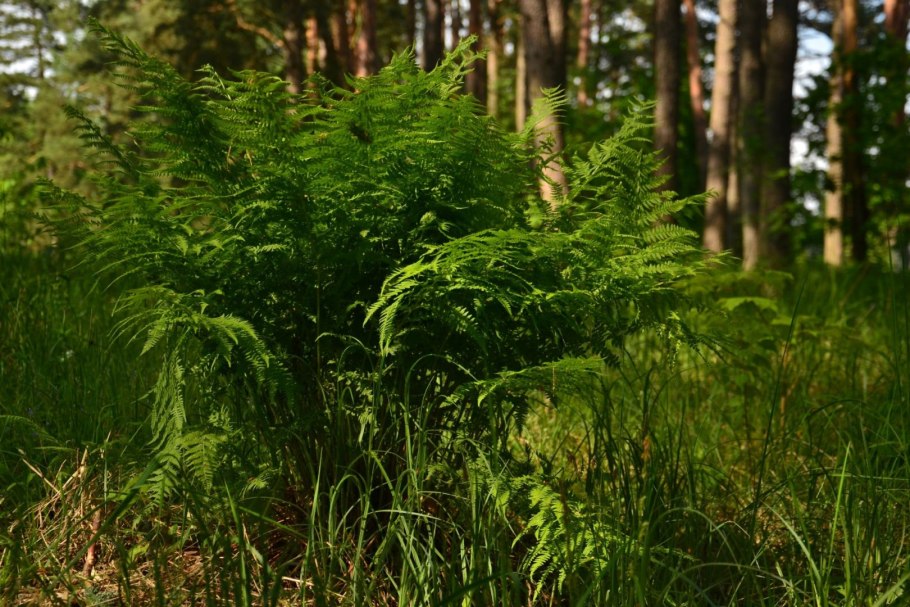 Папоротник Щитовник кустарник