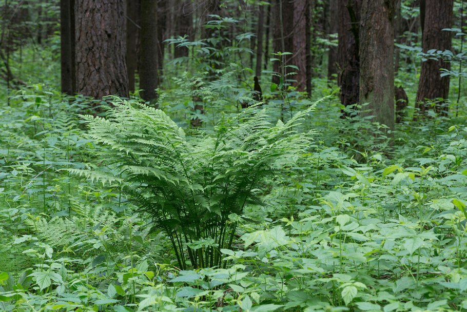 Папоротник Щитовник кочедыжник орляк