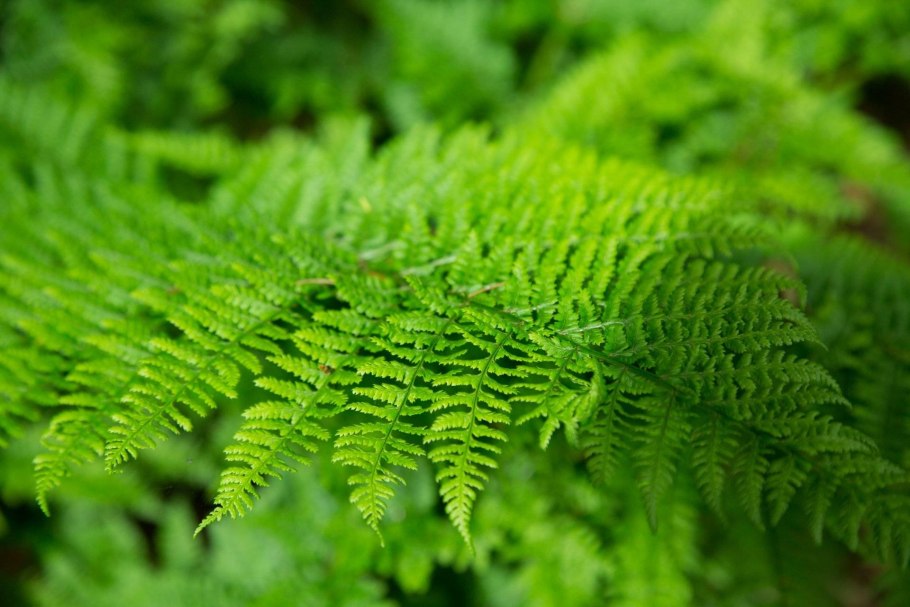 Асплениум луковиценосный (Asplenium bulbiferum)