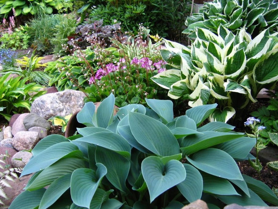 Астильба рабатка