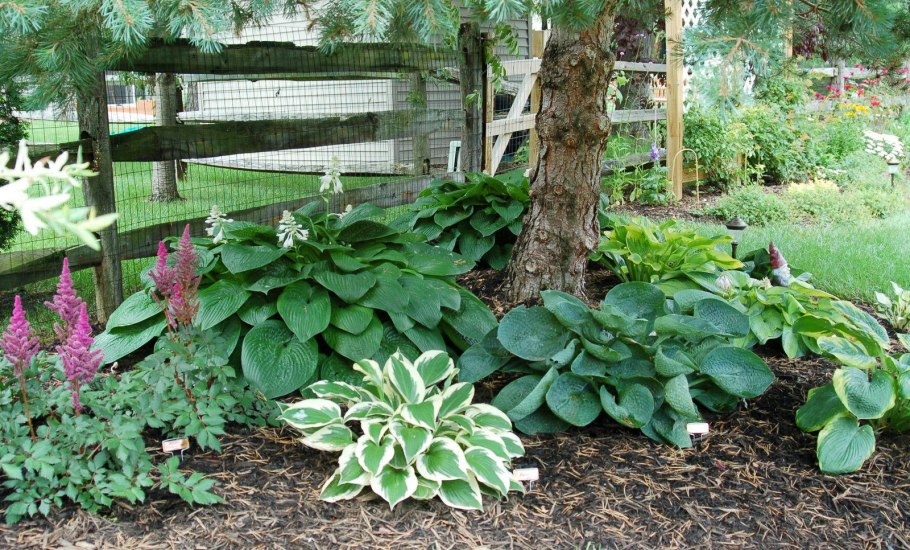 Хоста папоротник астильба