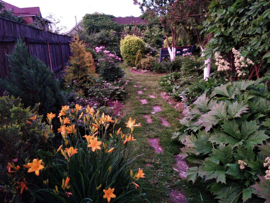 Роджерсия в цветнике