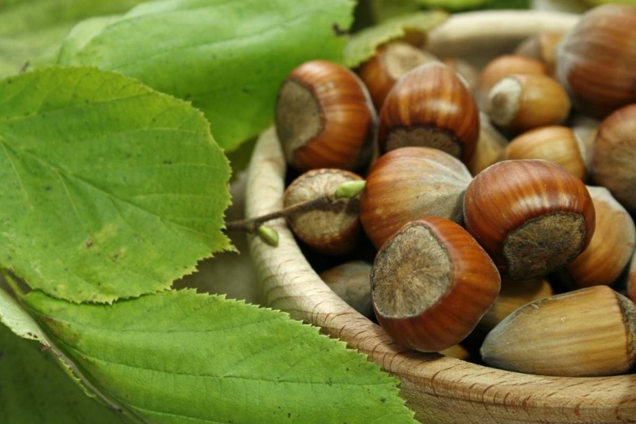 Лесной орех лещина