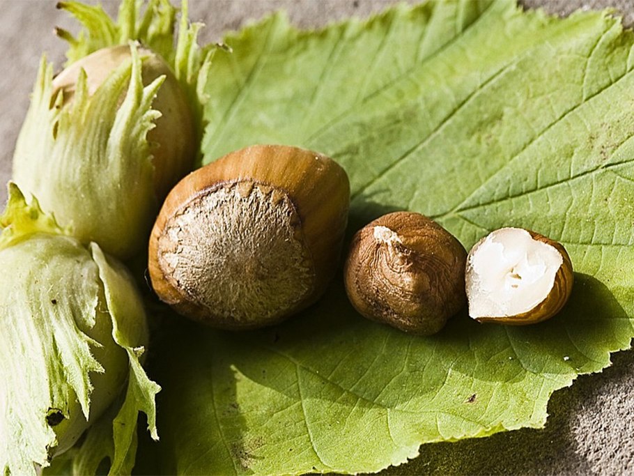 Лещина орех