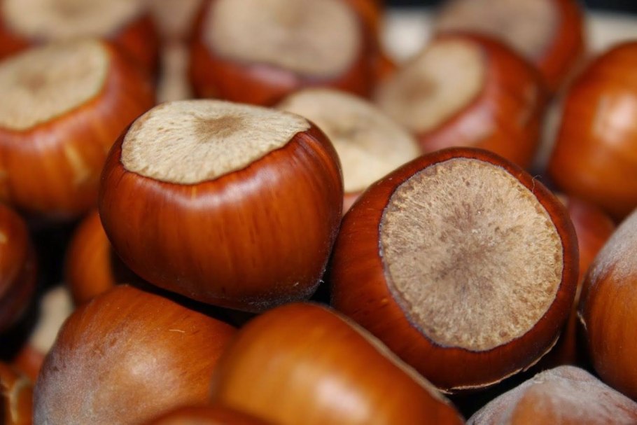 Сорт фундука Трапезунд