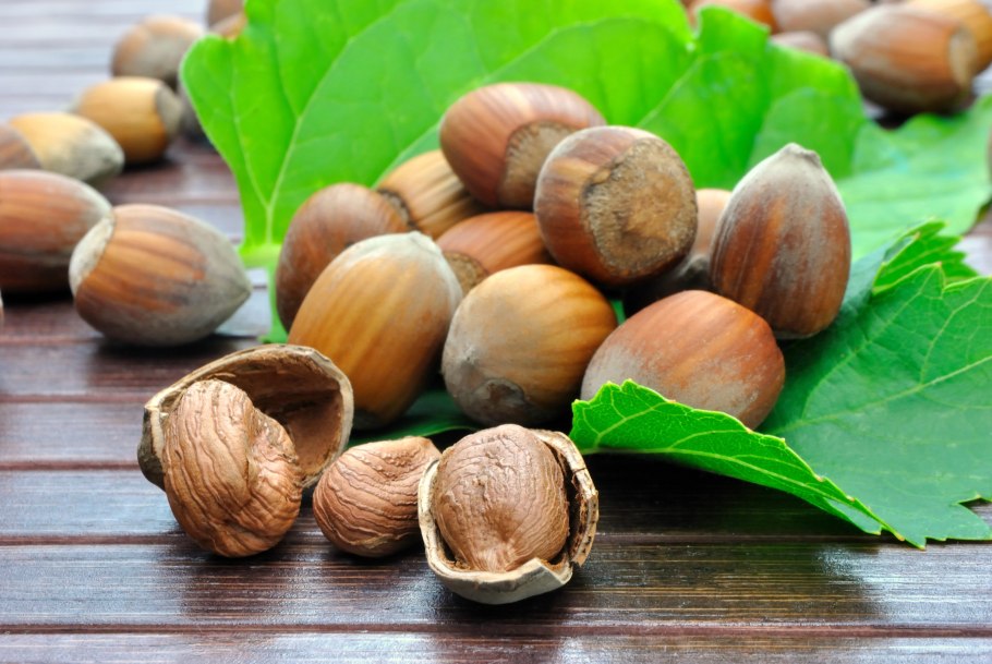 Фундук (Лесной орех)