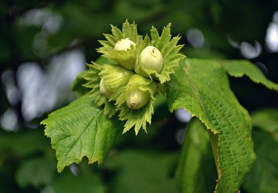 Лесной орех лещина