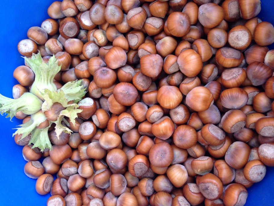 Лещина (фундук) Трапезунд