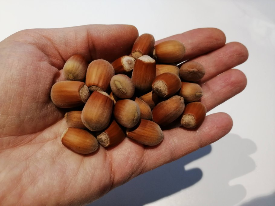 Орешник (фундук) Тамбовский ранний