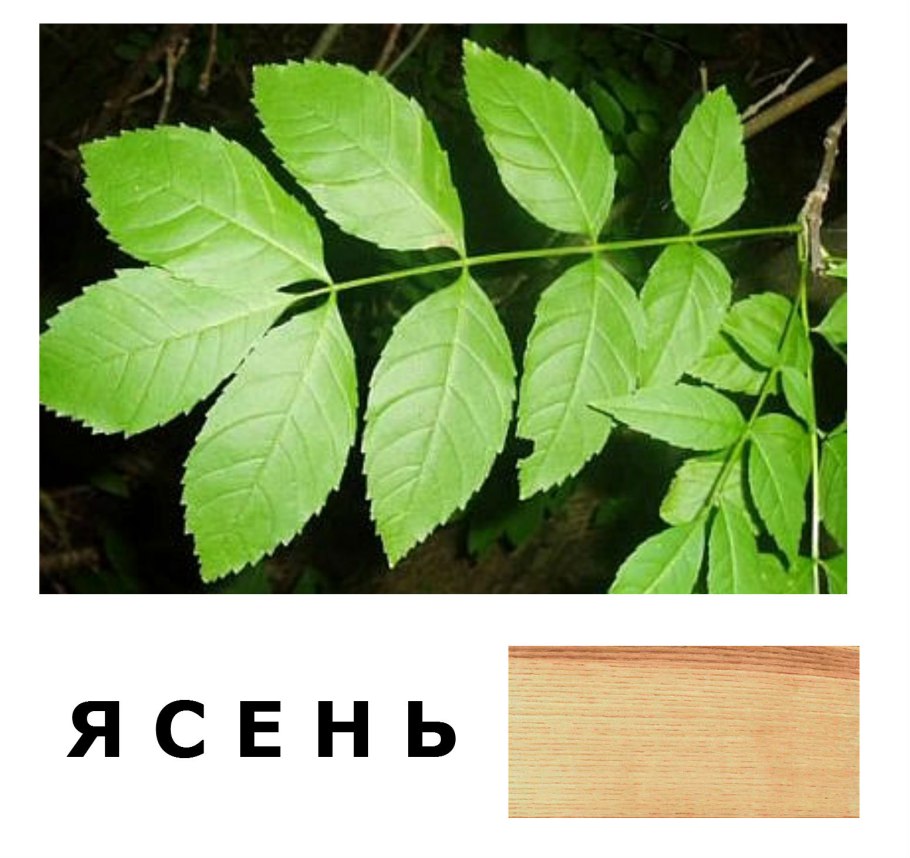 Ясень ясенелистный