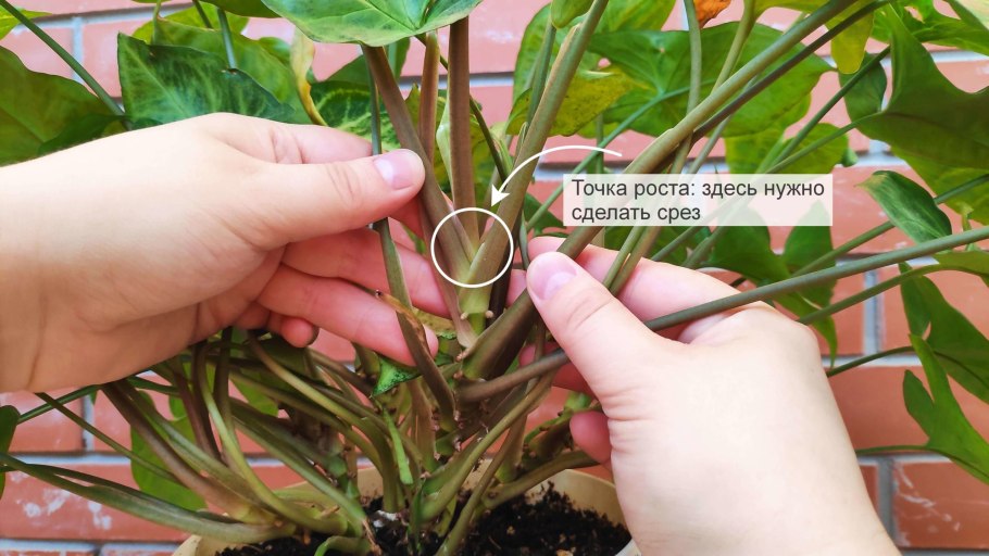 Сингониум подвязка