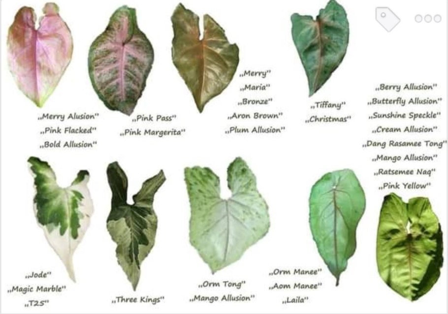 Сорта сингониумов по листу