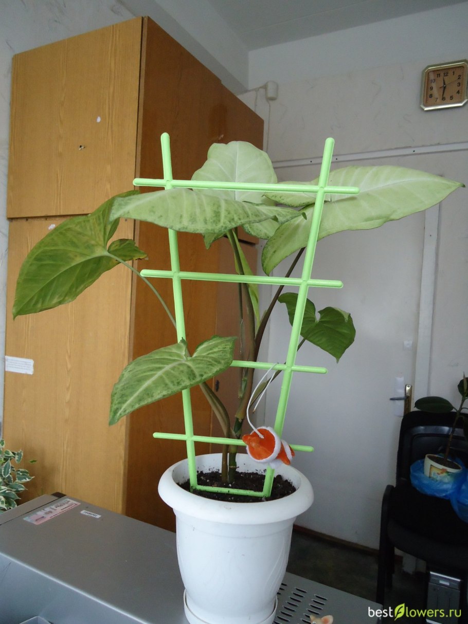 Сингониум Милк конфетти требования к освещению