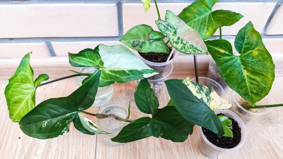 Сингониум приметы