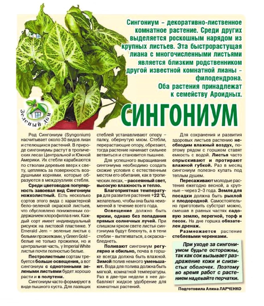 Сингониум стреловидный