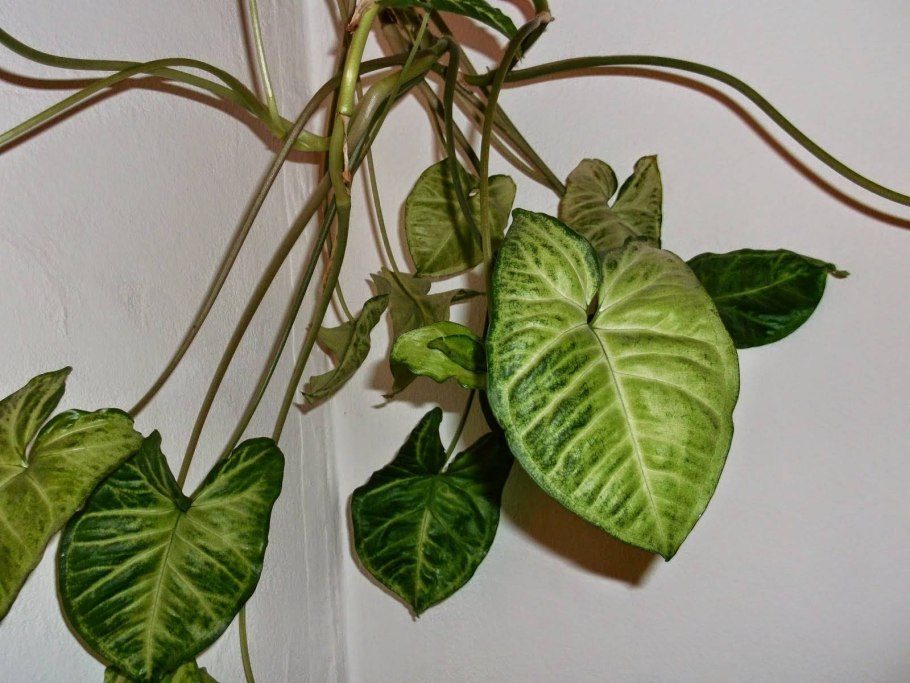 Клеродендрум черенок