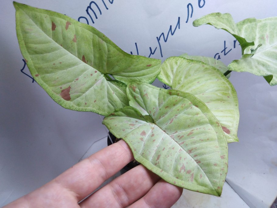 Сингониум с зелеными листьями