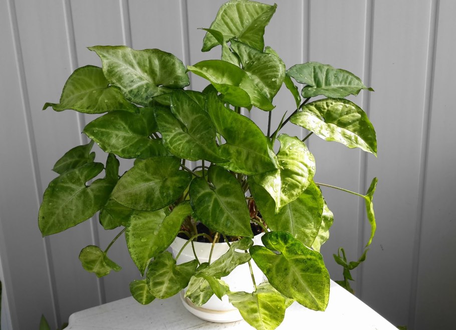 Филодендрон, сциндапсус, Эпипремнум, сингониум,