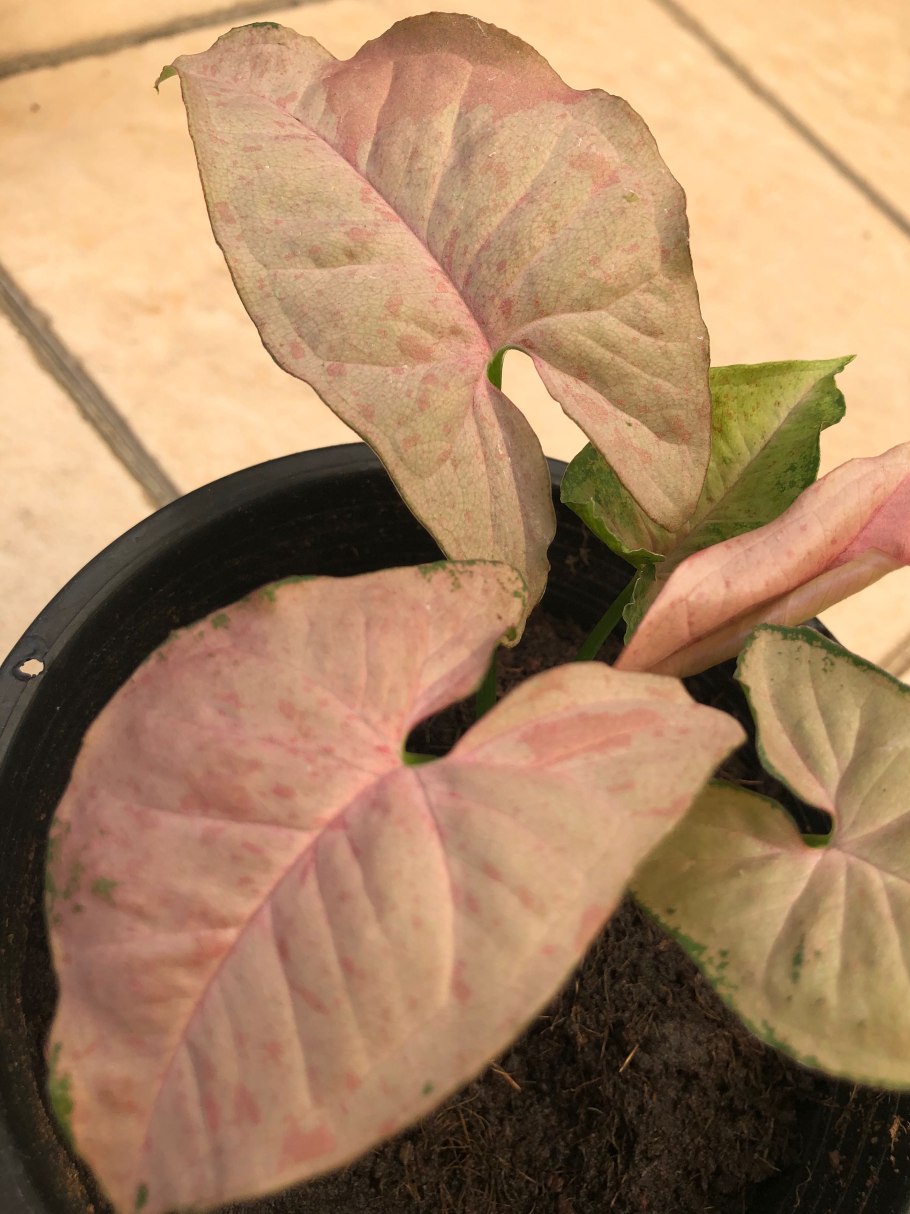 Сингониум Neon robusta