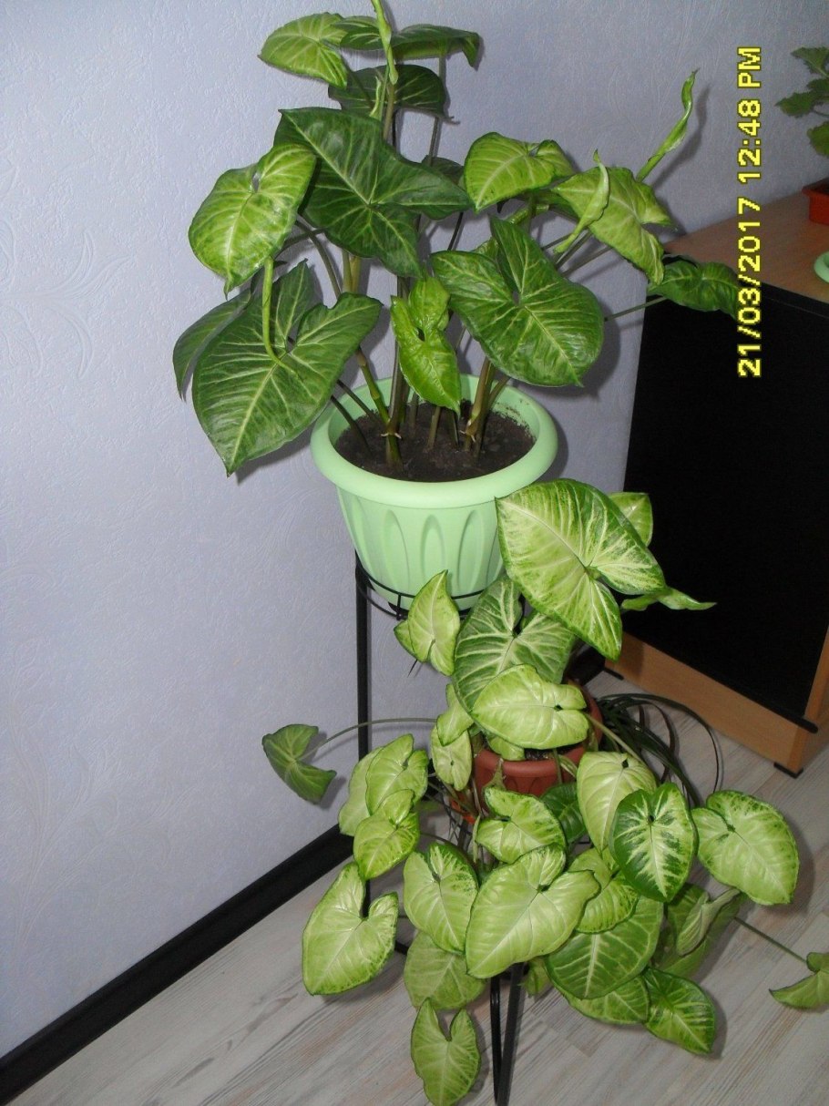 Сингониум ампельный