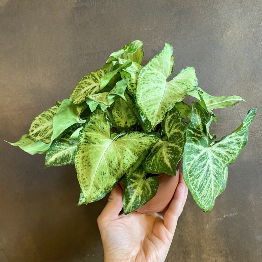 Сингониумы кустовые сорта