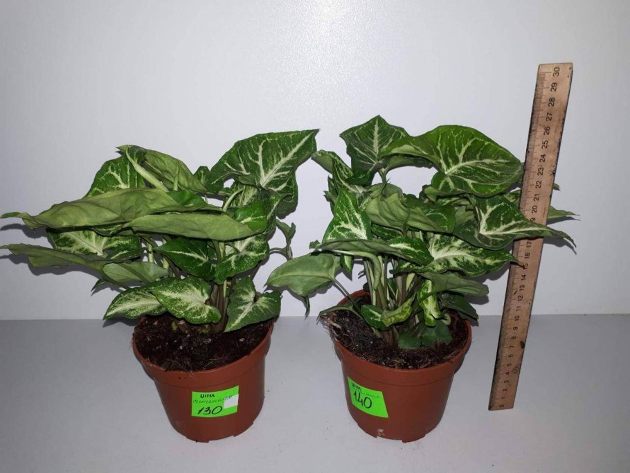 Сингониум Мэджик Марбл