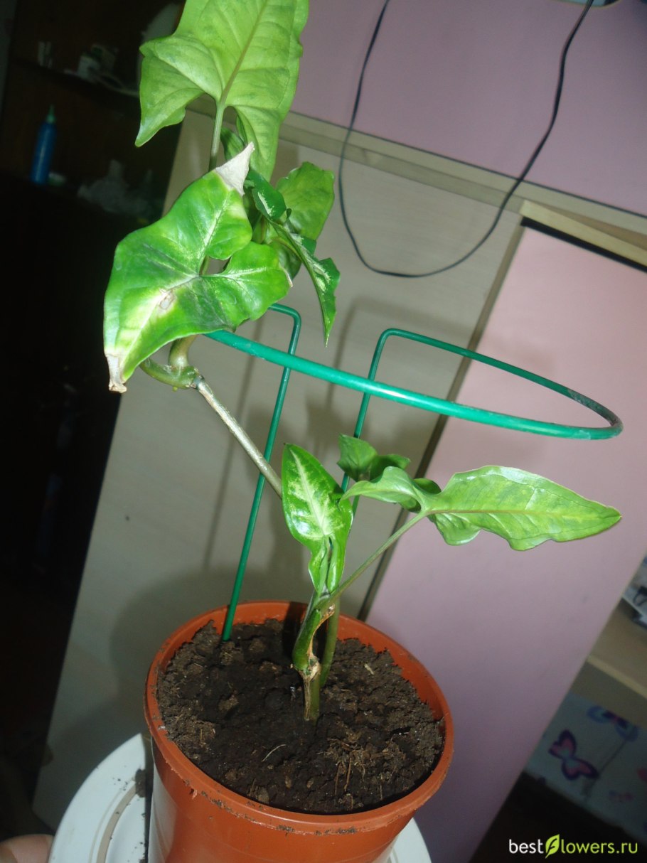 Сингониум Лиана в горшке