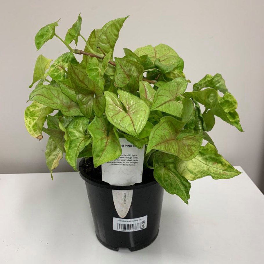 Сингониум мелколистный