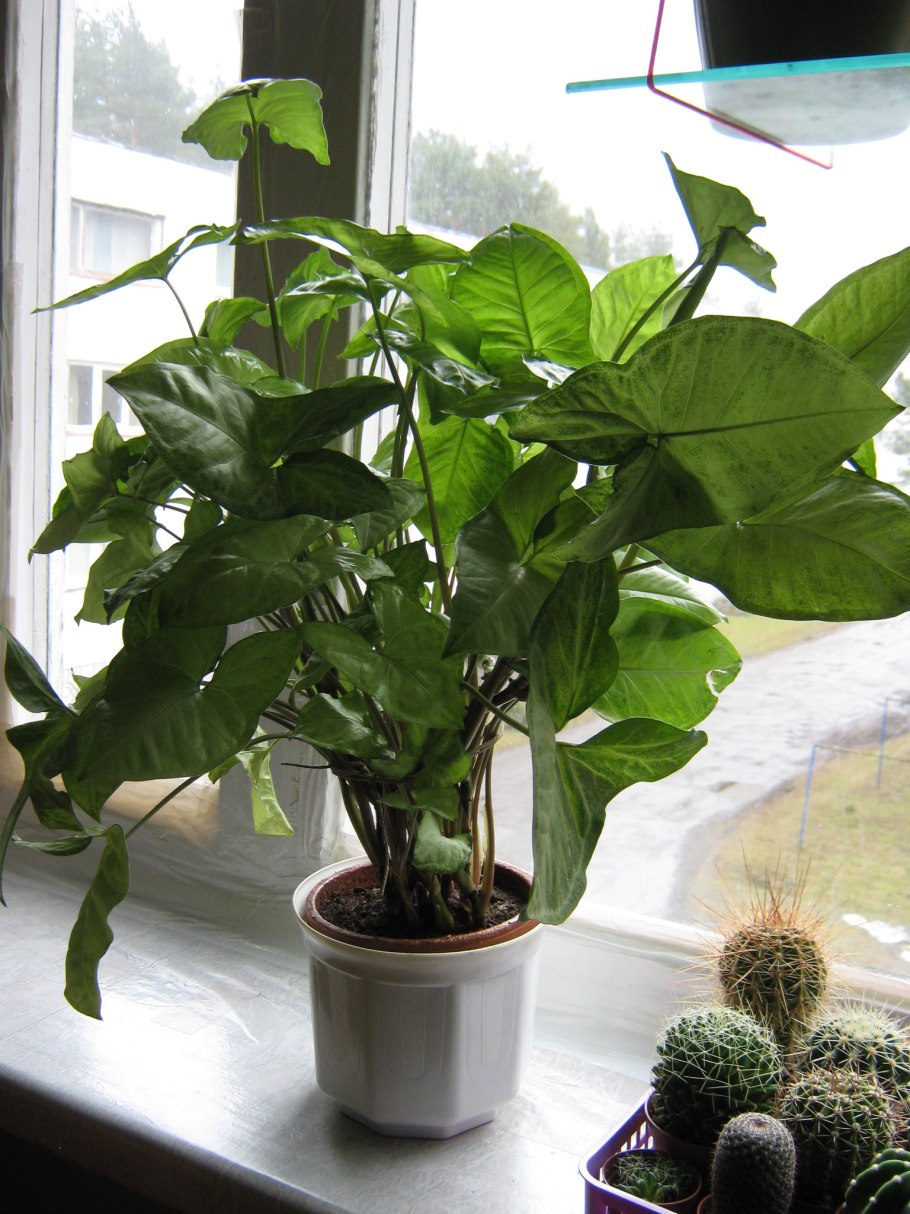 Сингониум сциндапсус