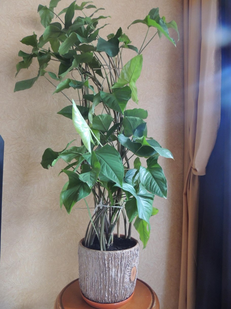 Сингониум podophyllum