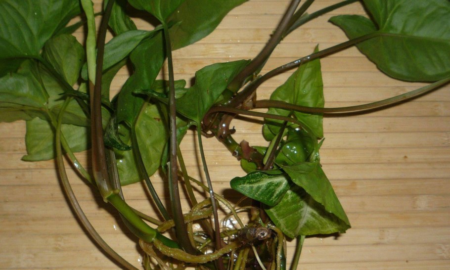 Сингониум розами