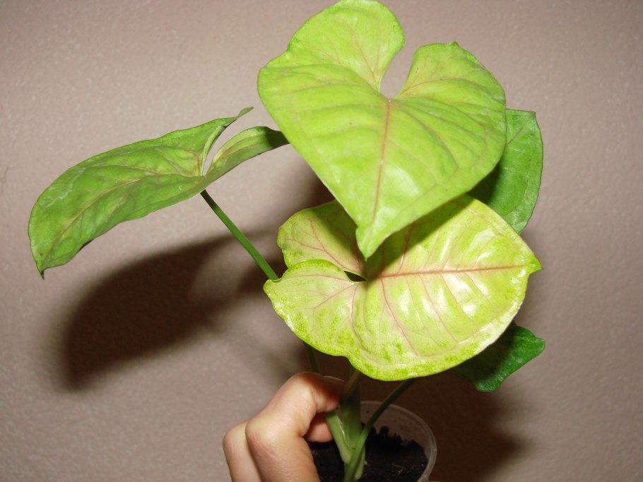 Сингониум серебряная Жемчужина