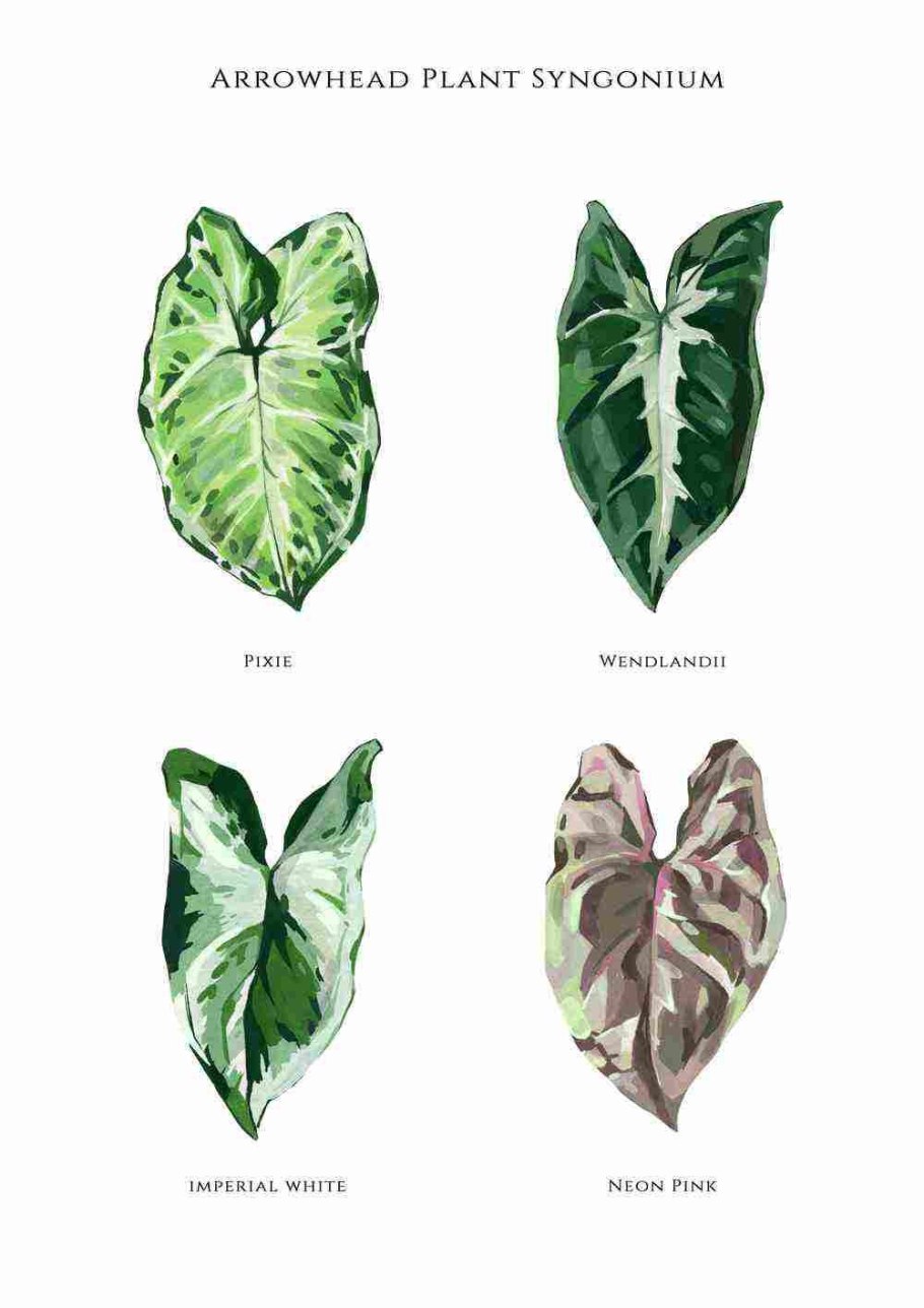 Сингониум Империал Вайт куст