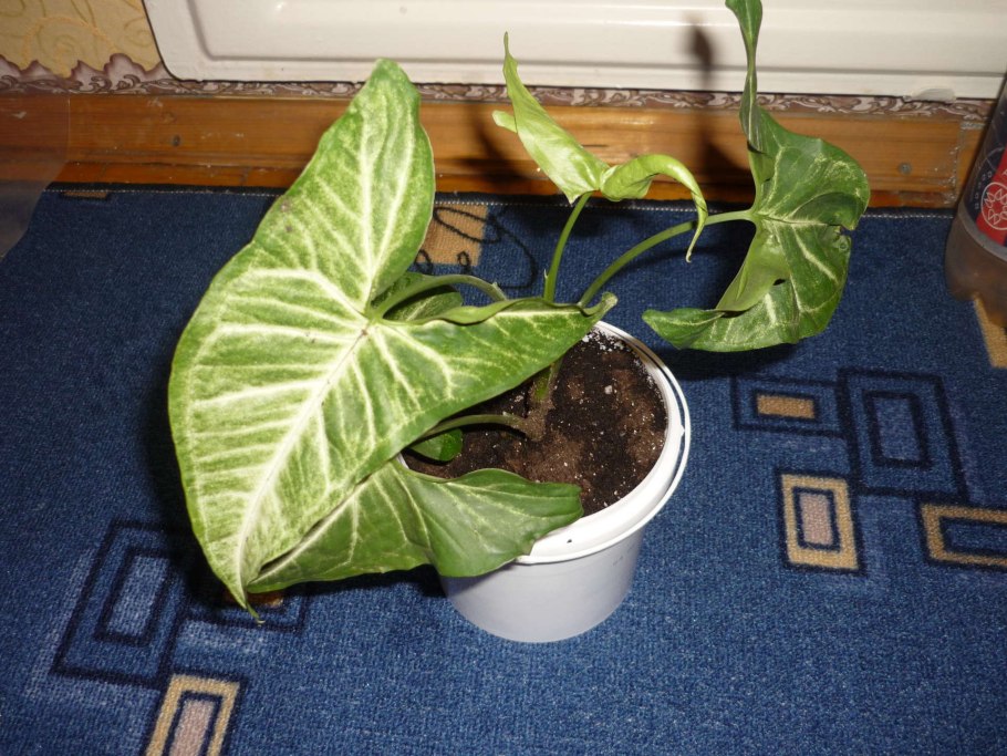 Сингониум ушковидный