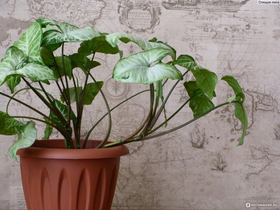 Сингониум название сорта