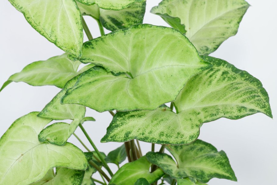 Сингониум Ушастый