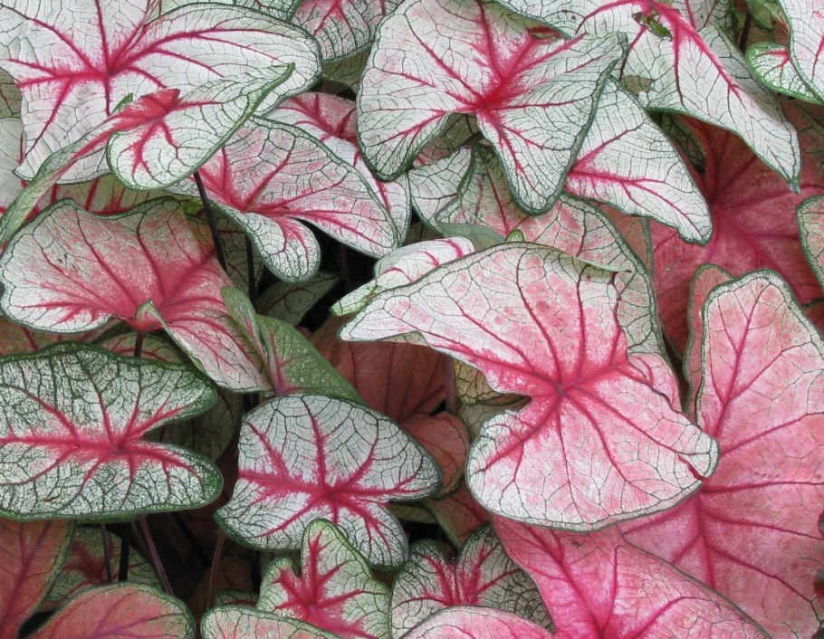 Каладиум Фрейда Хемпл