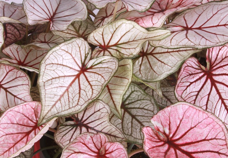 Каладиум Шомбурга