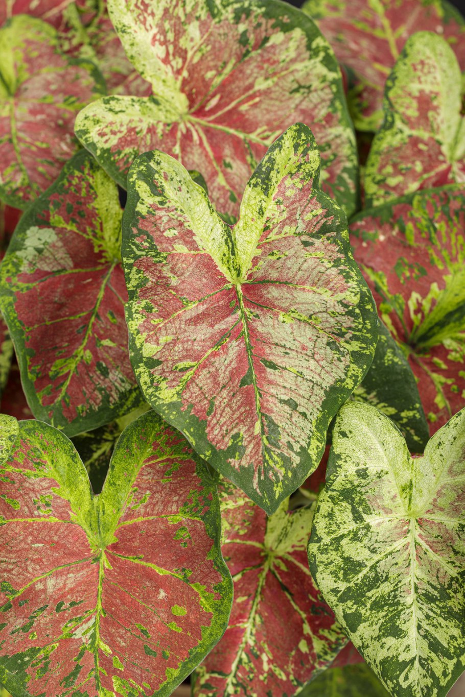 Каладиум White Queen