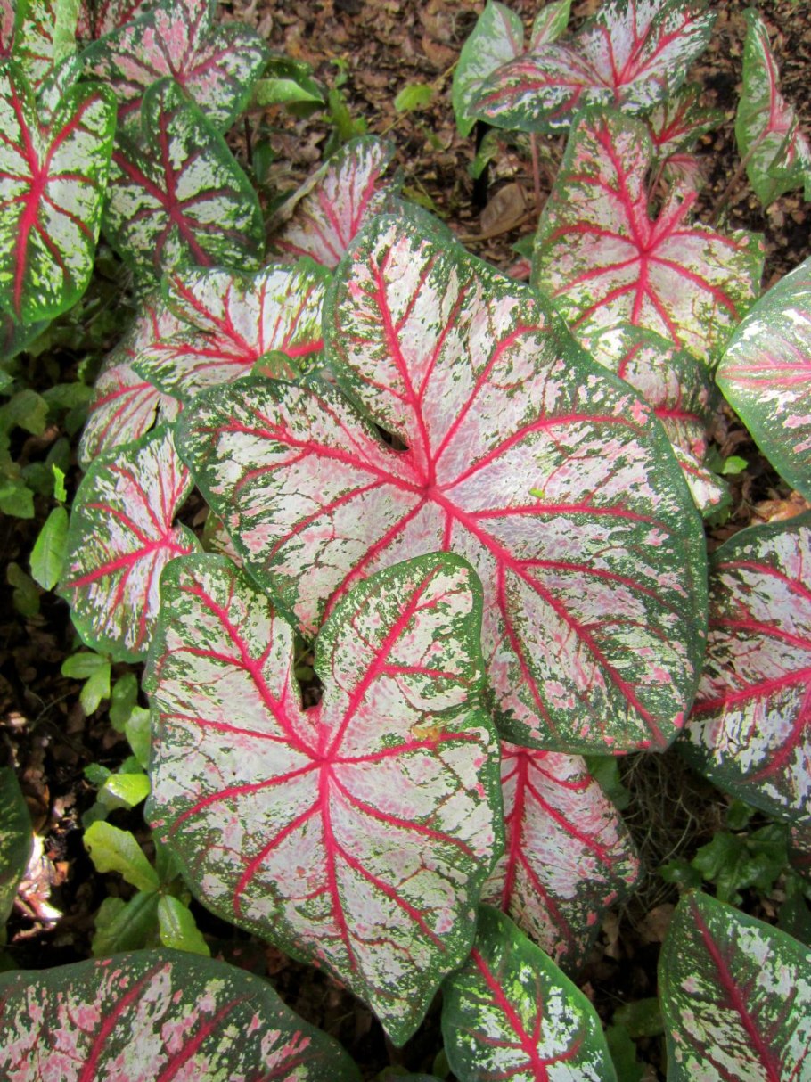 Каладиум Seafoam Pink