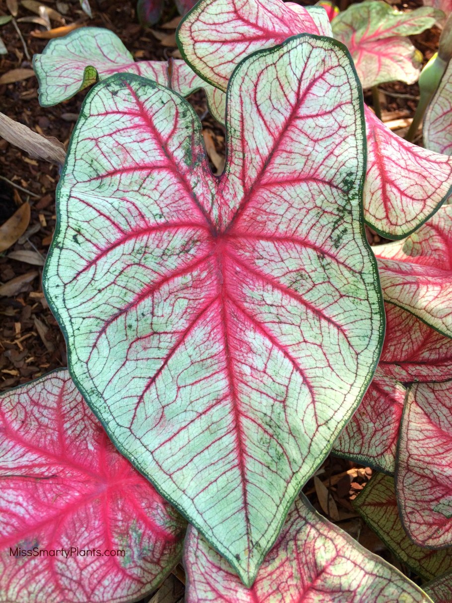 Каладиум Фрейда Хемпл