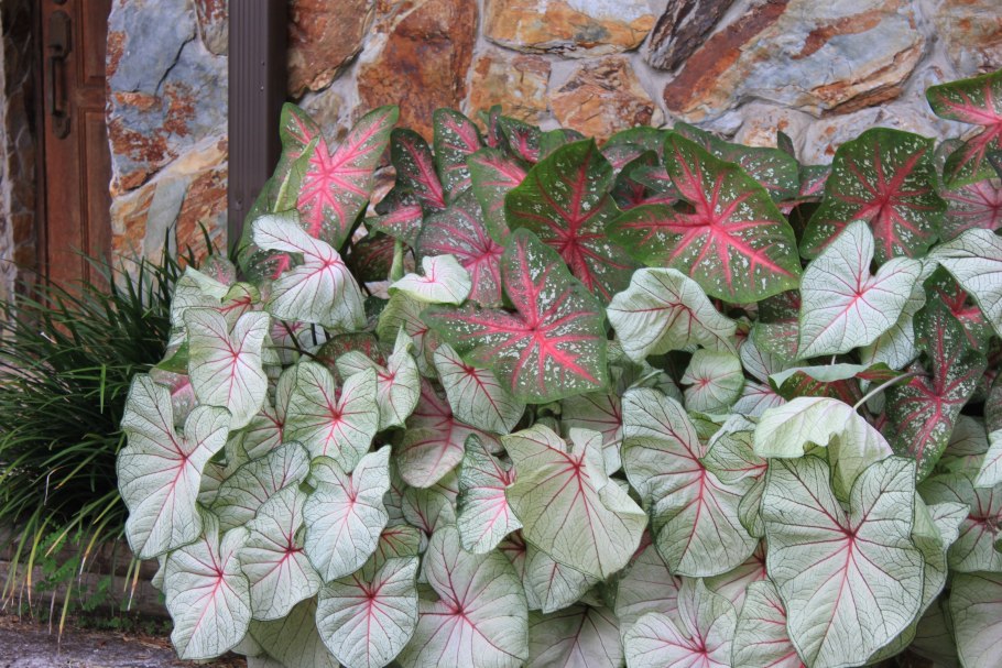 Caladium Kelly/каладиум