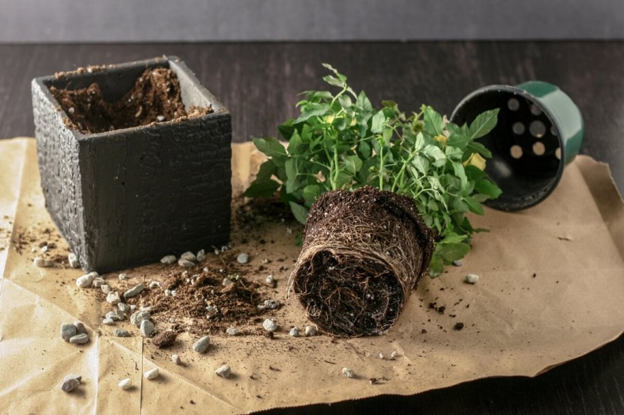 Пересаживание цветов в горшках