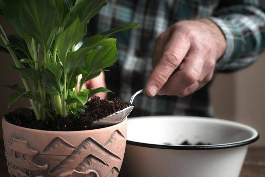 Цветок спатифиллум пересадка